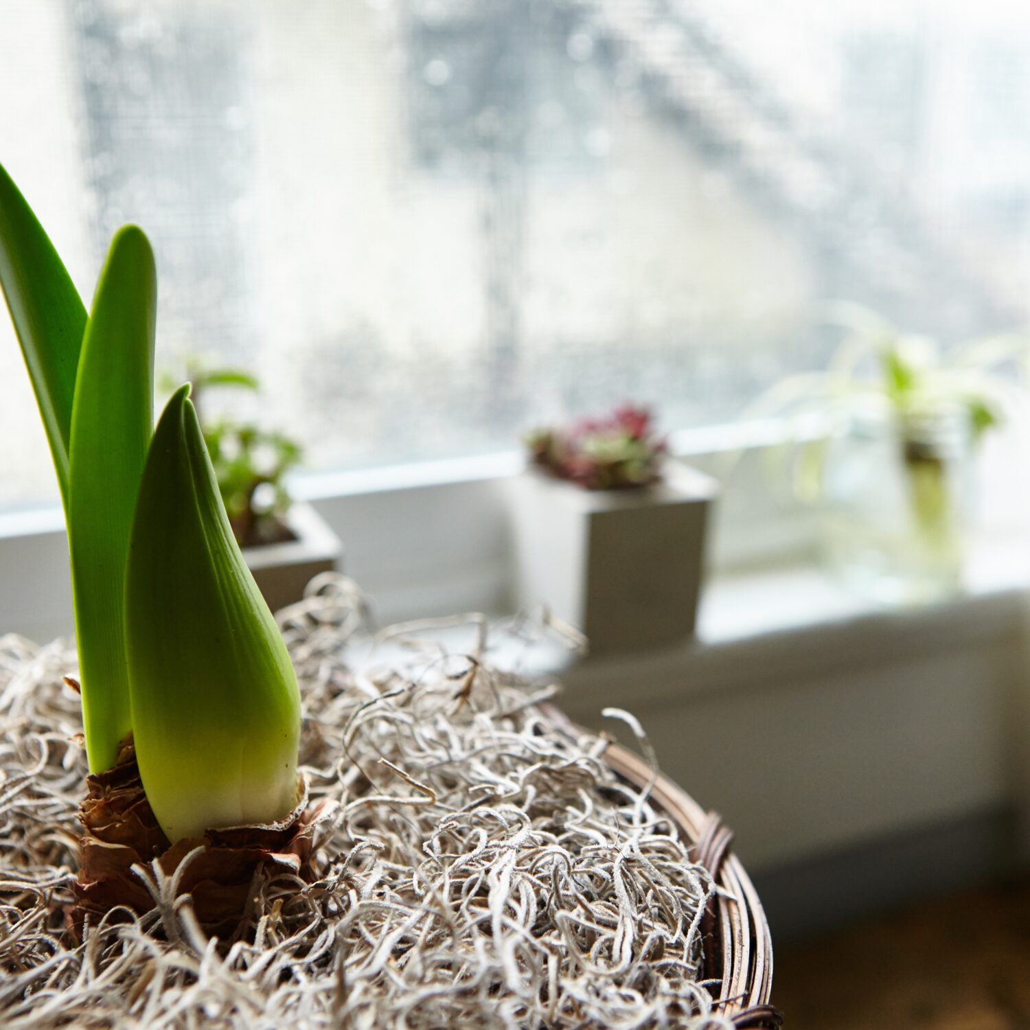 plant in de vensterbank