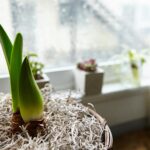 plant in de vensterbank