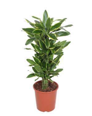 dracaena golden coast