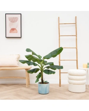 Bananenplant (Musa) Inc. Atlantisch Blauw Ø22 - 100 Cm
