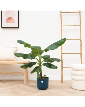 Bananenplant (Musa) Inc. Elho Pot Blauw Ø22 - 100 Cm