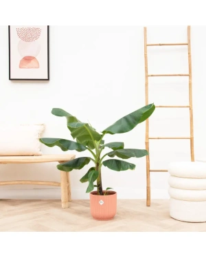 Bananenplant (Musa) Inc. Elho Pot Roze Ø22 - 100 Cm