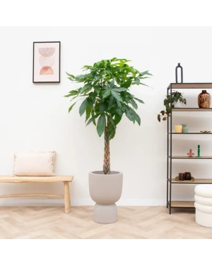 Pachira Aquatica Inc. Elho Beige Ø41 - 210 Cm