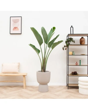 Strelitzia Augusta Inc. Elho Beige - 210 Cm