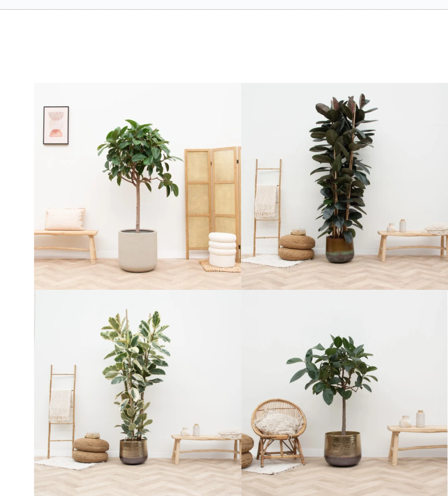 ficus elastica