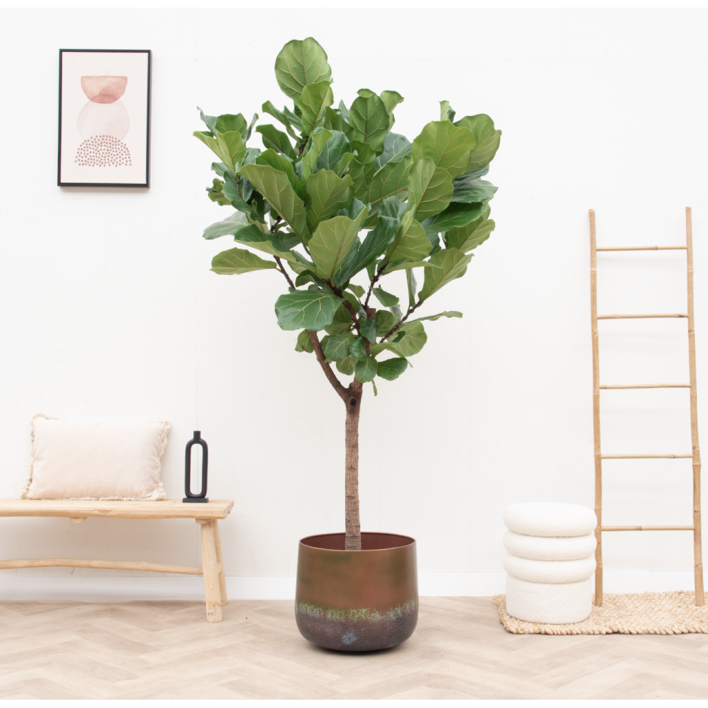 ficus lyrata boom 200 m