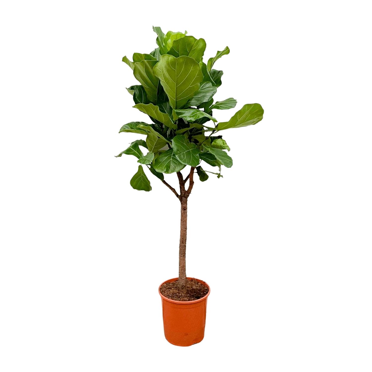 Grote Ficus Lyrata boom kamerplant
