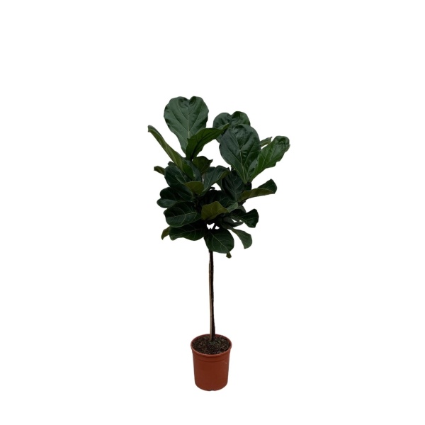 ficus lyrata stam 160cm