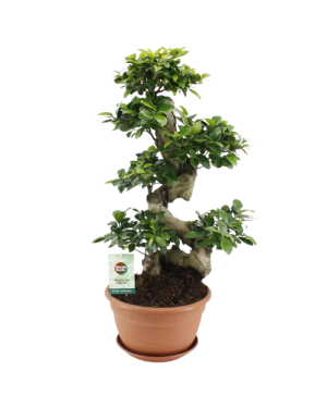 ficus ginseng bonsai