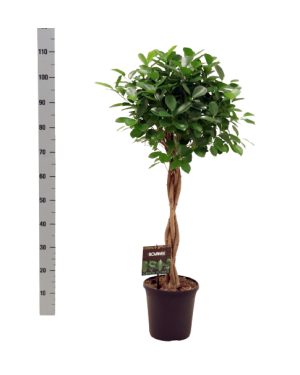 Ficus Microcarpa Moclame 110cm