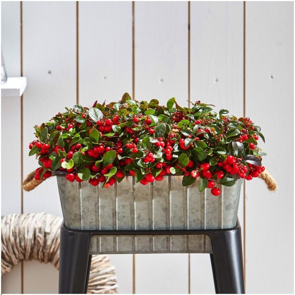 Herfstbloeiers. De mooiste planten met bloemen in het najaar 9 gaultheria