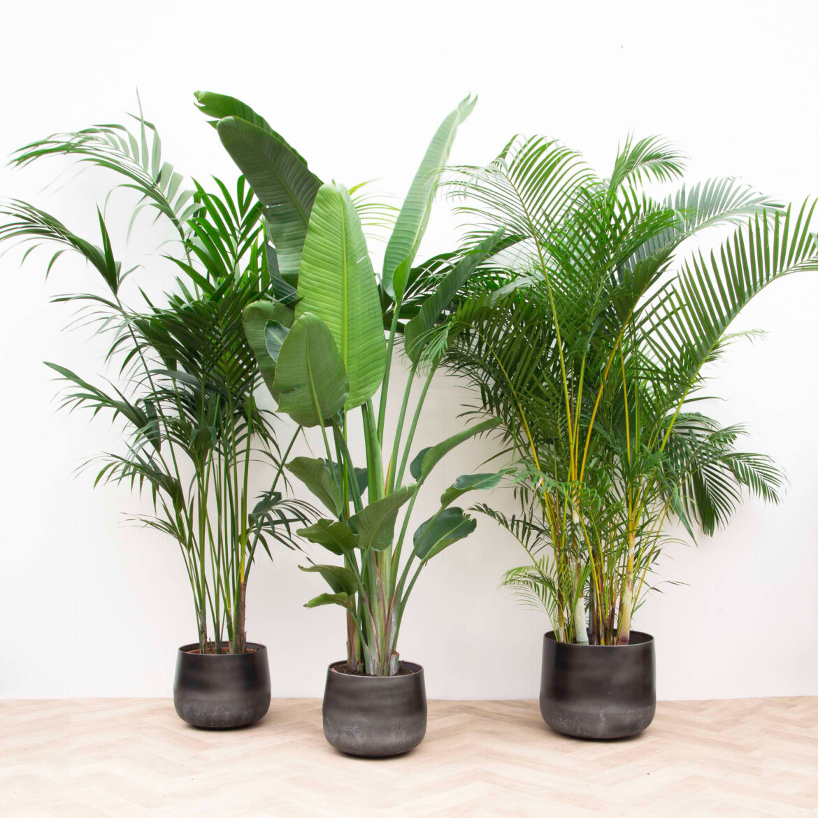 grote kamerplanten selectie