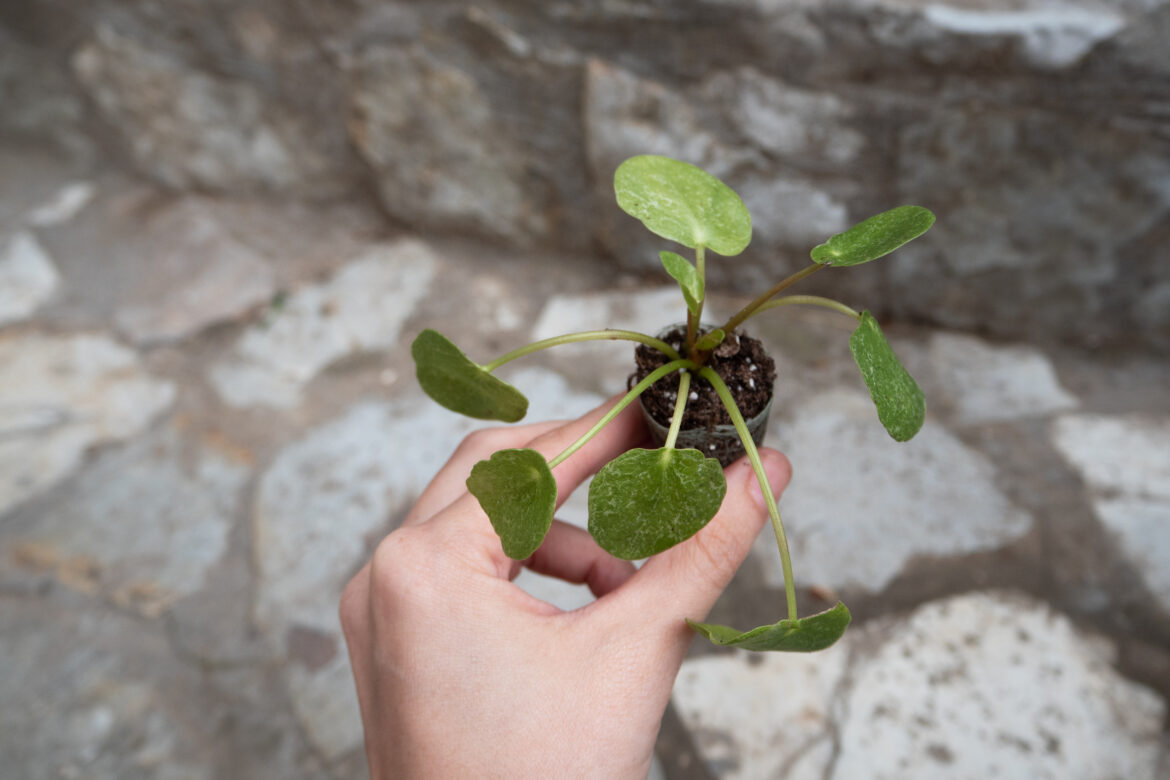 Plantenbiebs & plantenruilkasten: zo deel je jouw planten met de buurt 2 hand holding small plant