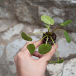 hand holding small plant