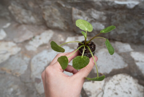 hand holding small plant