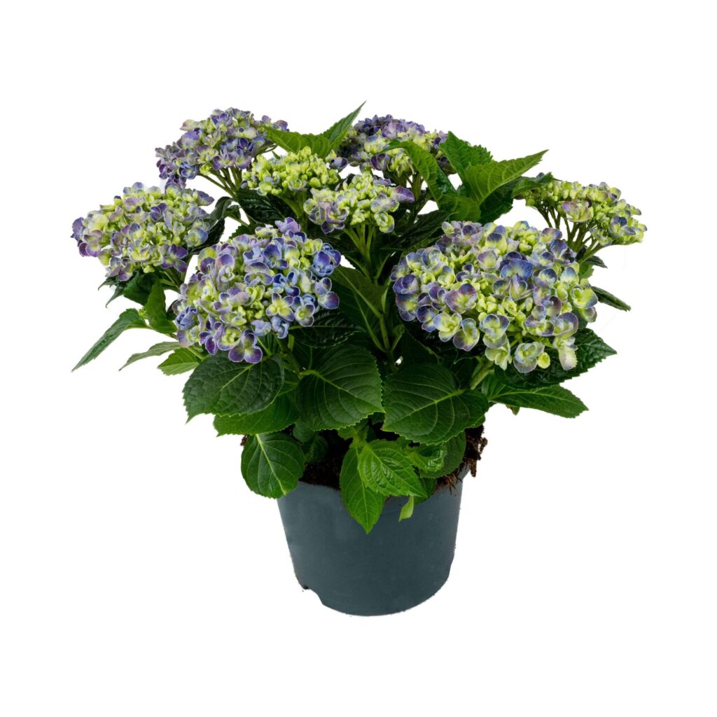 Herfstbloeiers. De mooiste planten met bloemen in het najaar 7 hortensia