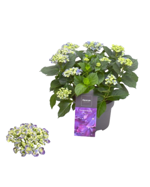 Hortensia Hydrangea Blauw