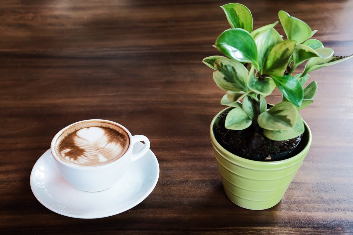 plant naast een kop koffie