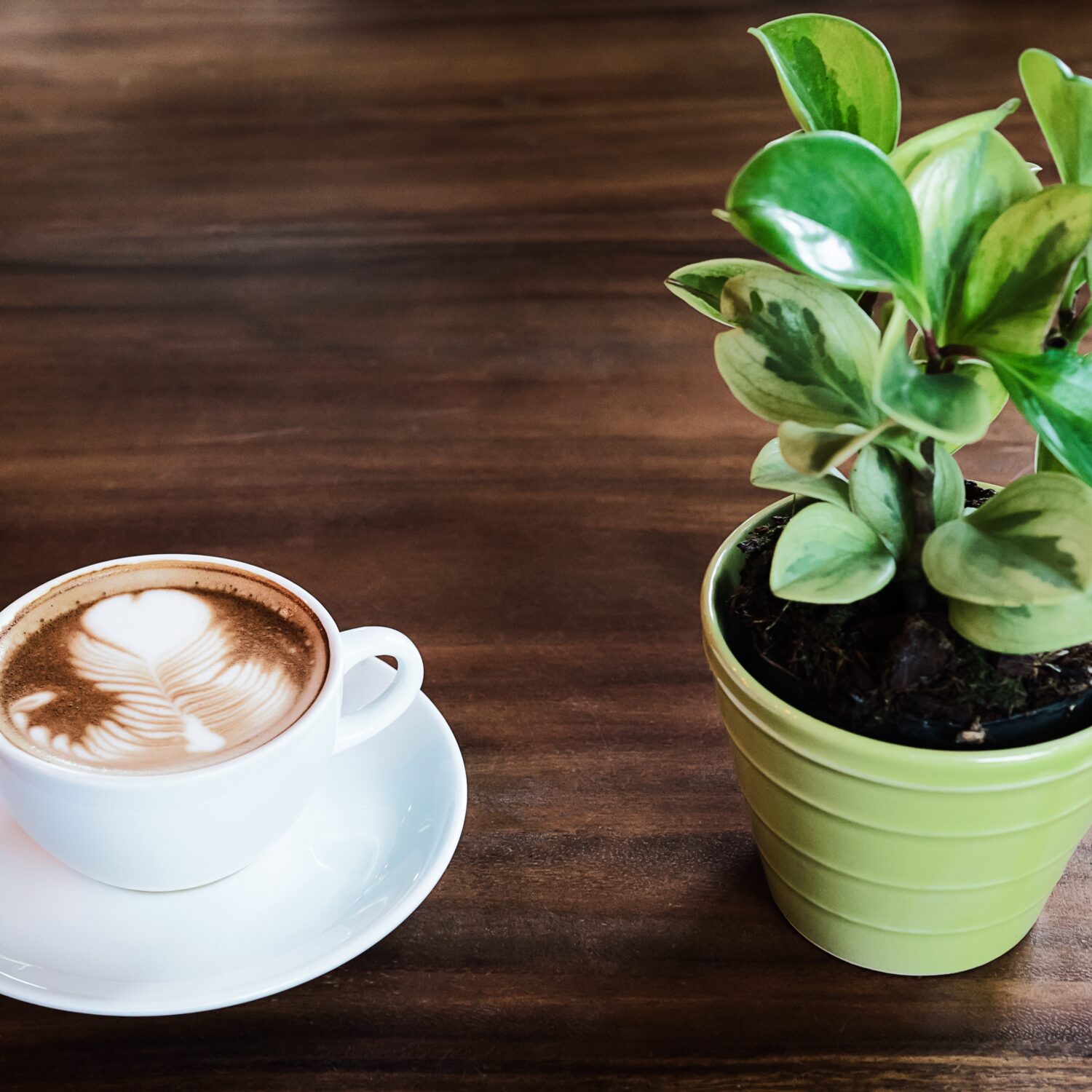 plant naast een kop koffie