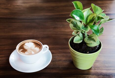 Houden kamerplanten van koffieprut? 2 plant naast een kop koffie