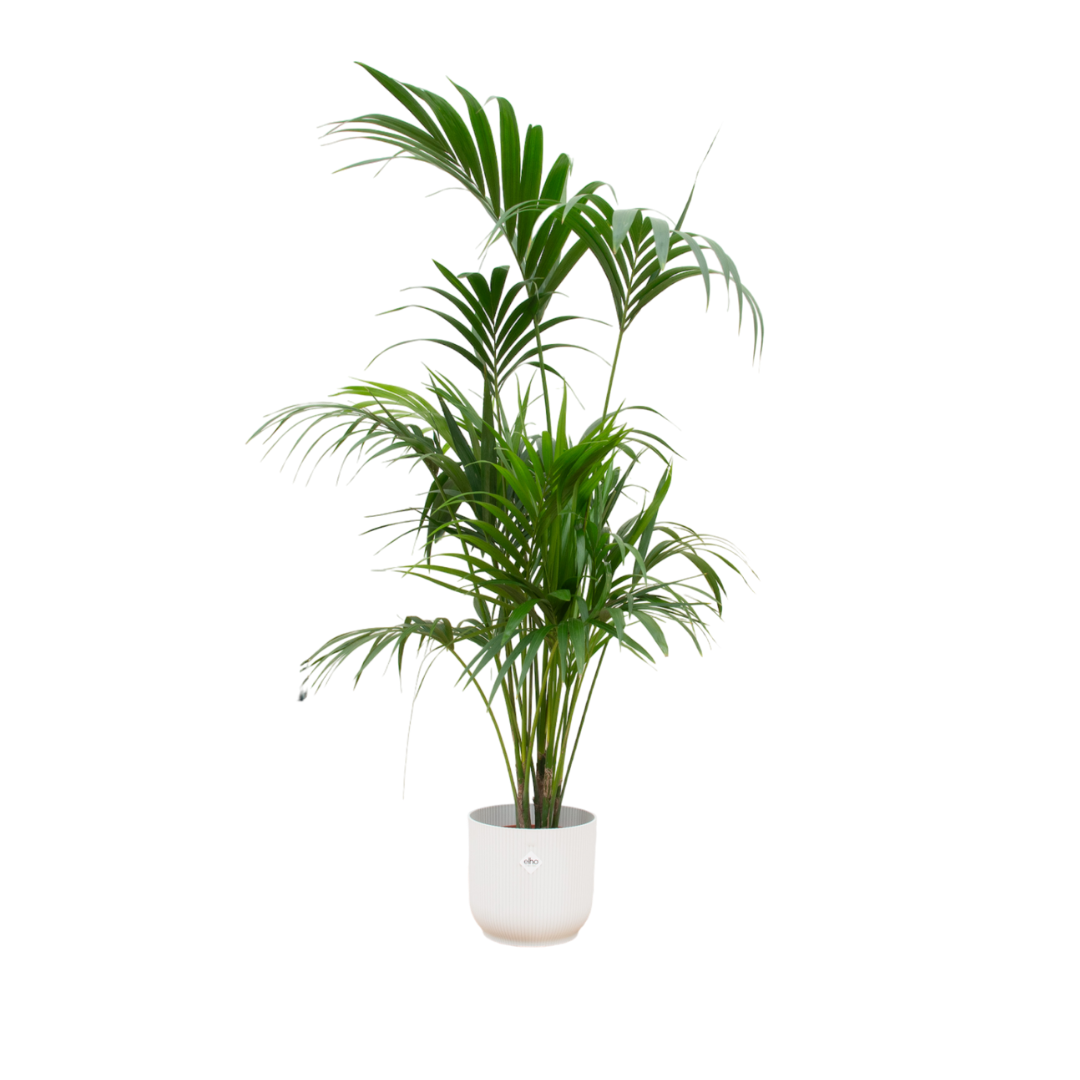kentia palm 180cm met witte sierpot