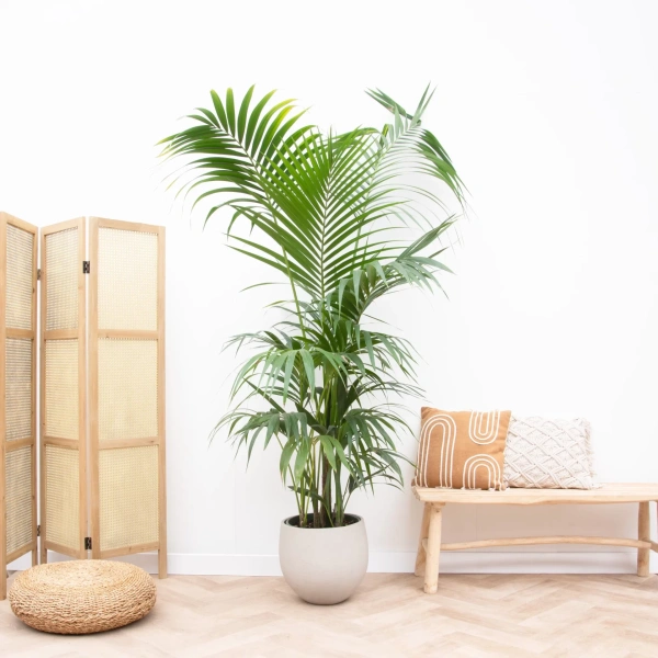 kentia palm 200 cm