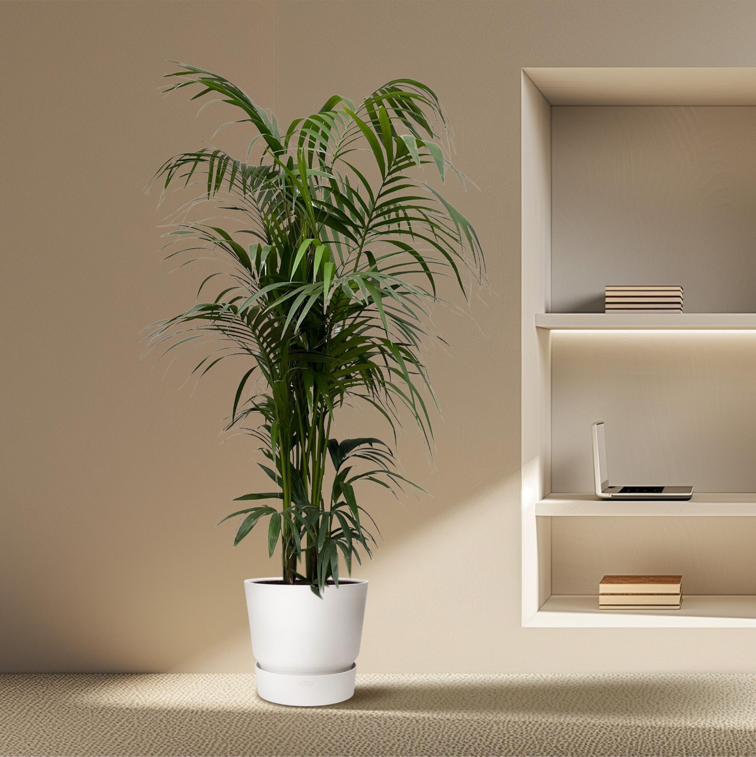 kentia palm 230 cm