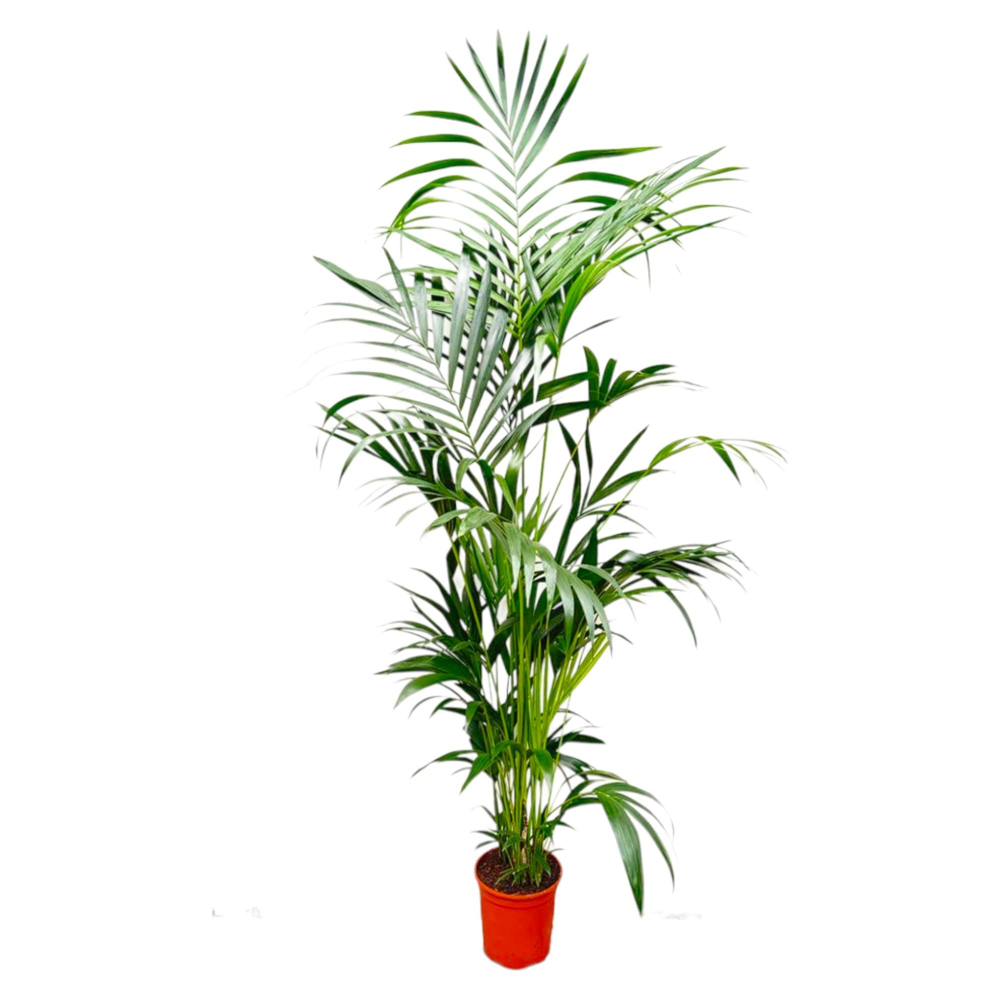 kentia palm 200 cm