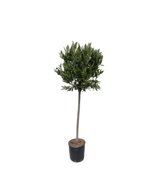 laurierboom 180 cm