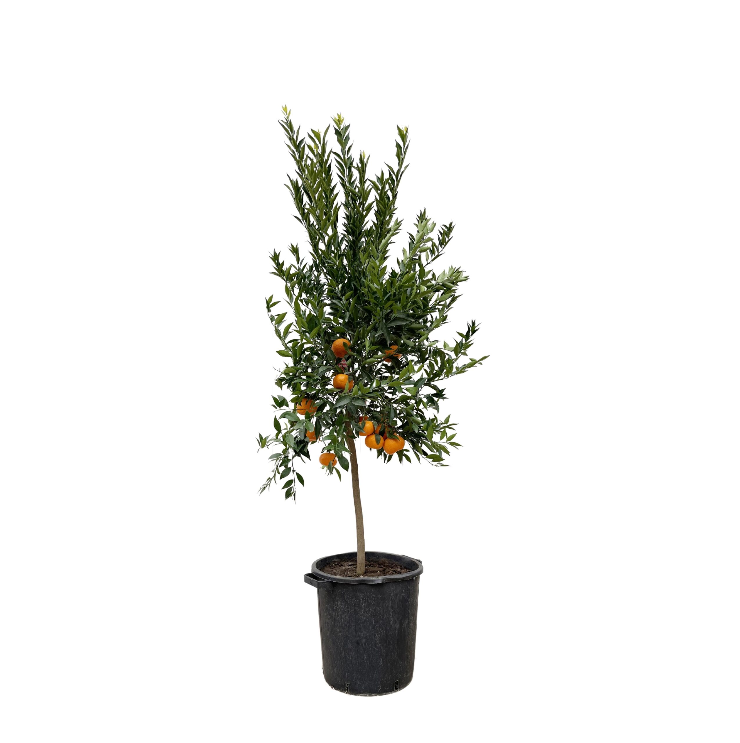 mandarijnboom 200 cm