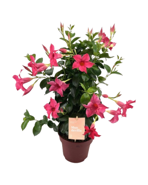 mandevilla piramide roze