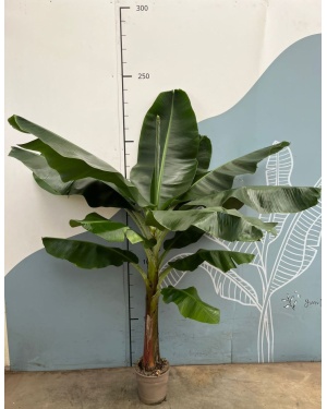 musa 240 cm