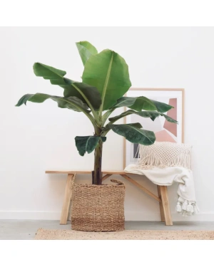 musa bananenplant 80 cm