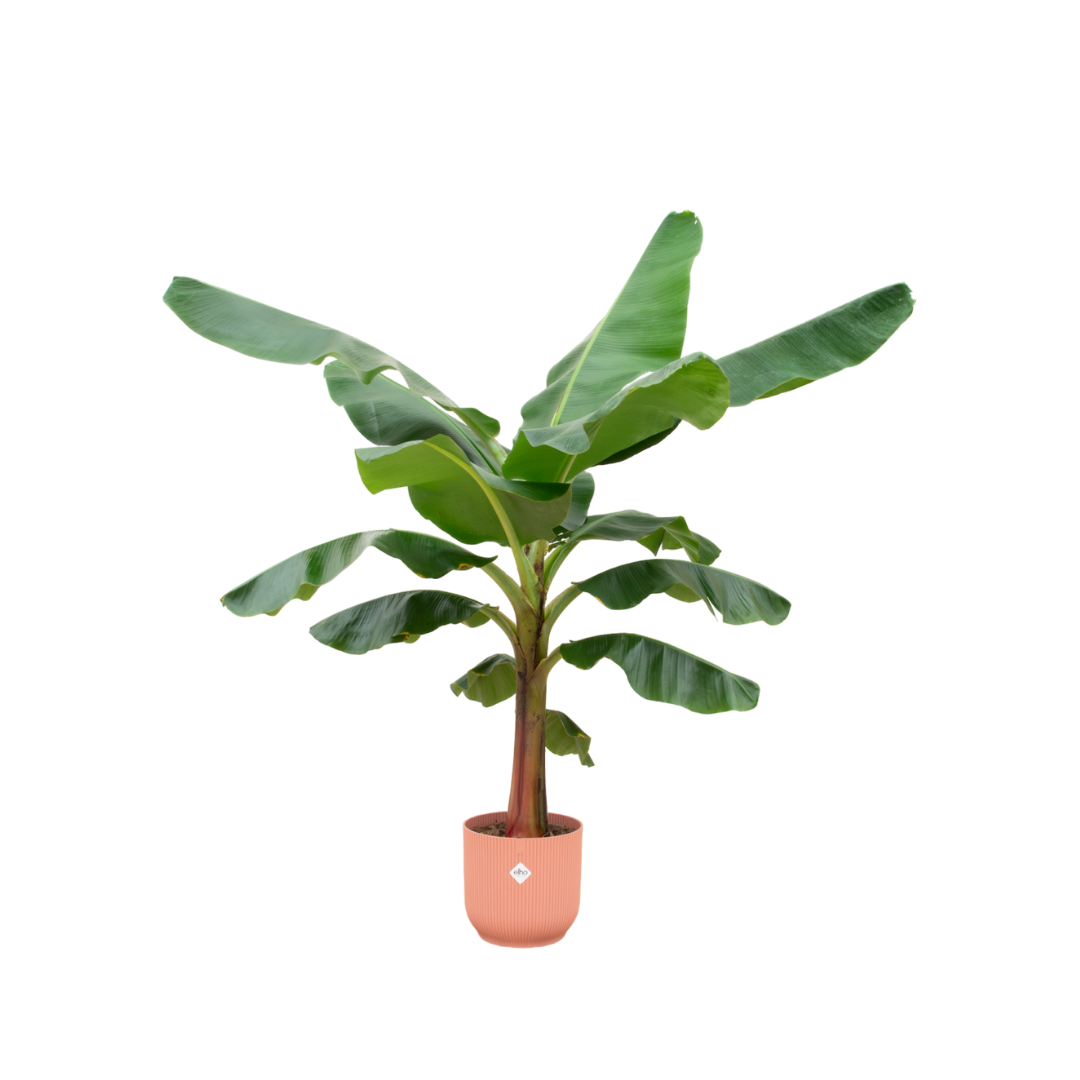 Bananenplant (Musa) Inc. Elho Pot Roze Ø30 - 150 Cm