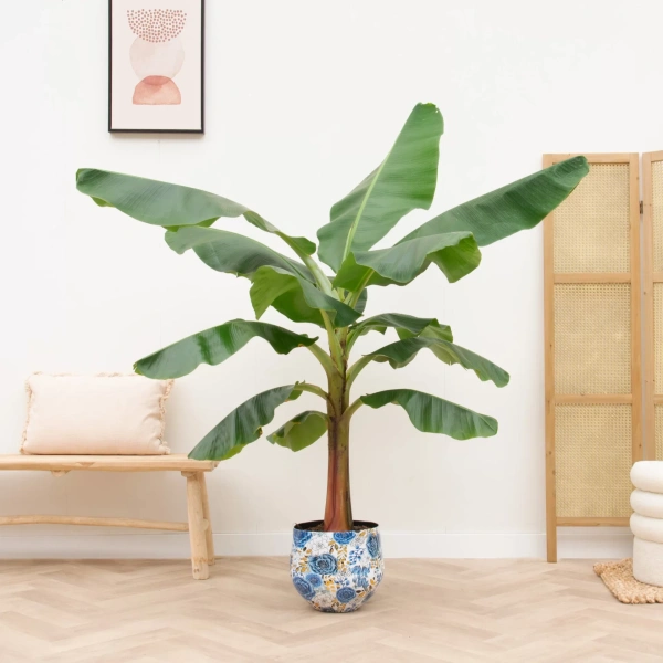 musa bananenplant