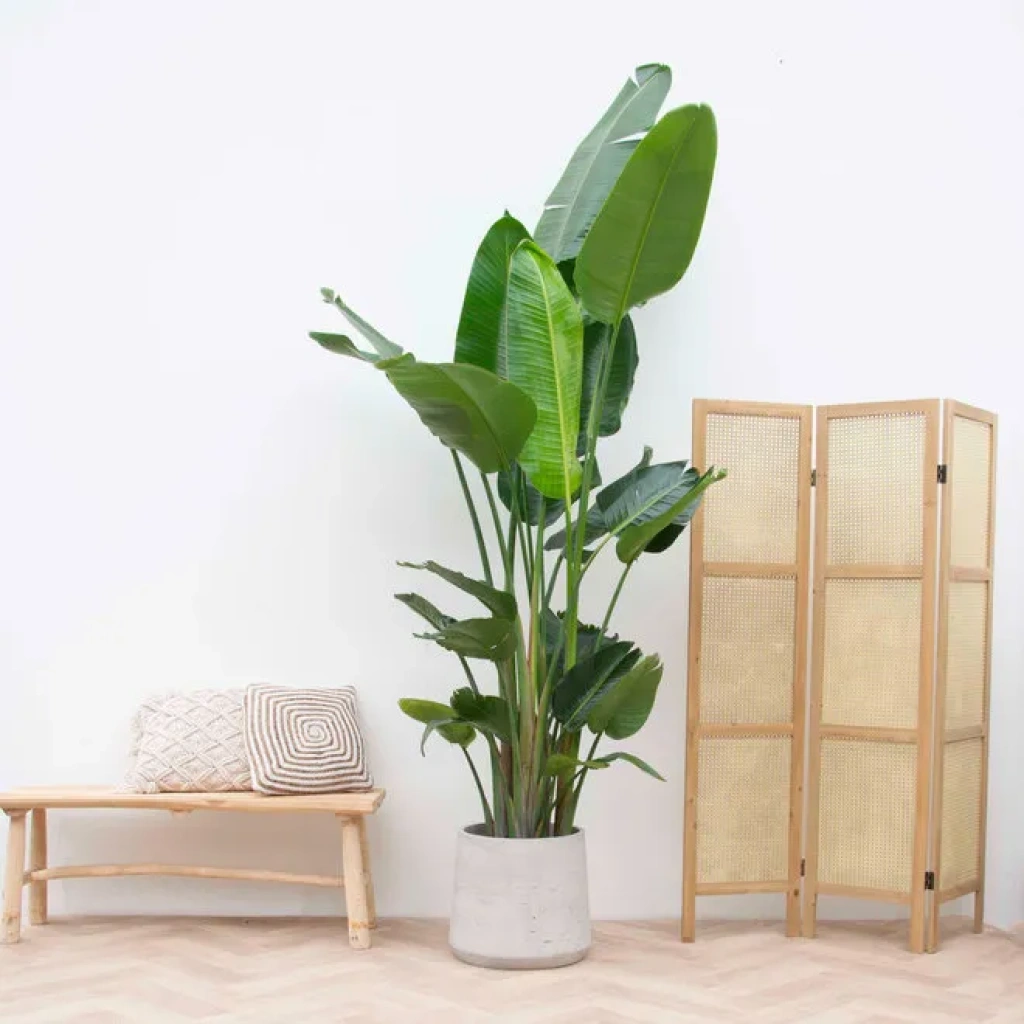 nicolai 200 cm