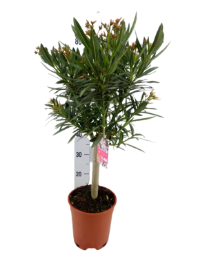 Nerium oleander op stam roze