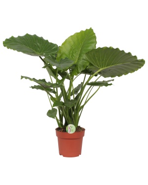 Alocasia Gageana 'California'