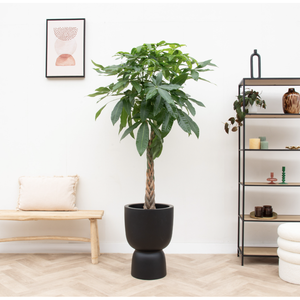 pachira aquatica xl in zwarte pot