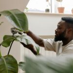 man verzorgt een plant met grotere bladeren