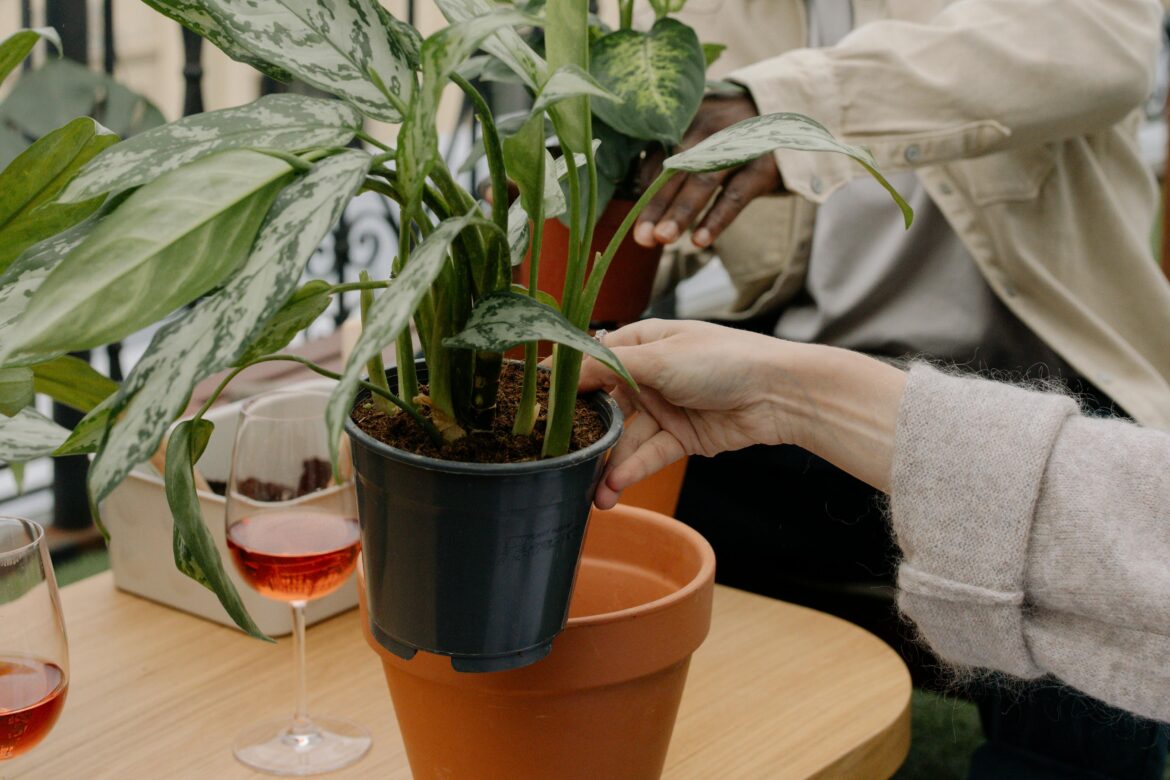Persoon is een plant aan het verpotten
