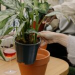 Persoon is een plant aan het verpotten