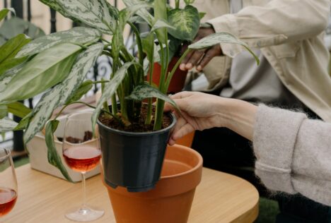 Persoon is een plant aan het verpotten