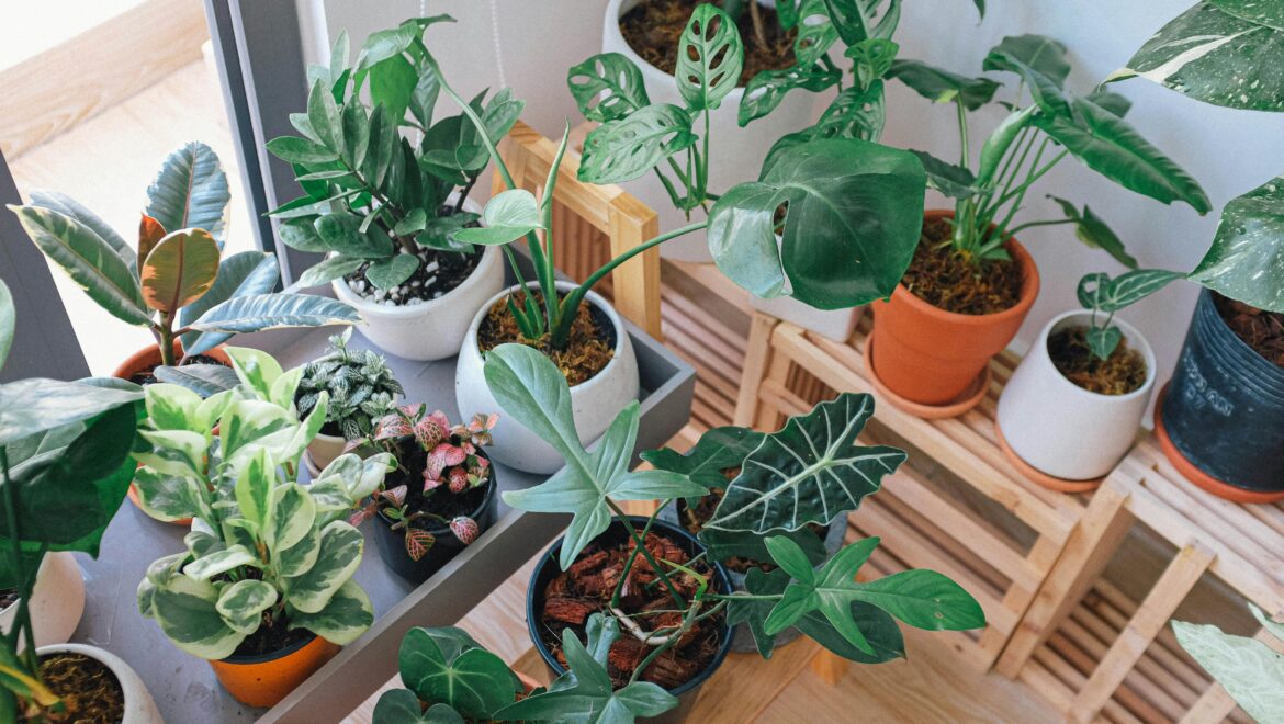 planten overal in huis