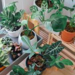 planten overal in huis