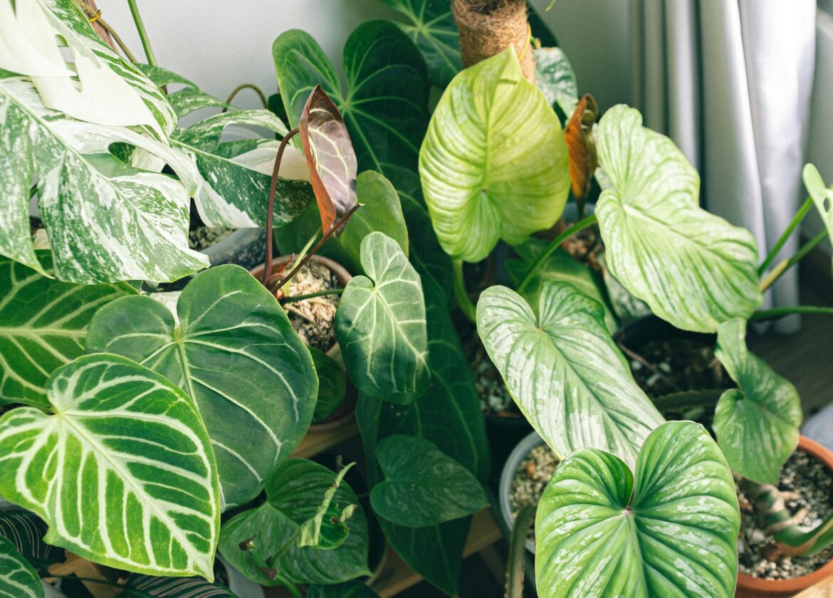 plant die vol in de zon staat in de vensterbank ingezomd op de groene bladeren