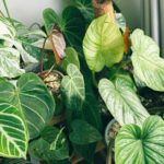 plant die vol in de zon staat in de vensterbank ingezomd op de groene bladeren