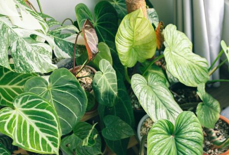 plant die vol in de zon staat in de vensterbank ingezomd op de groene bladeren