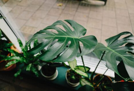 plant in vensterbank