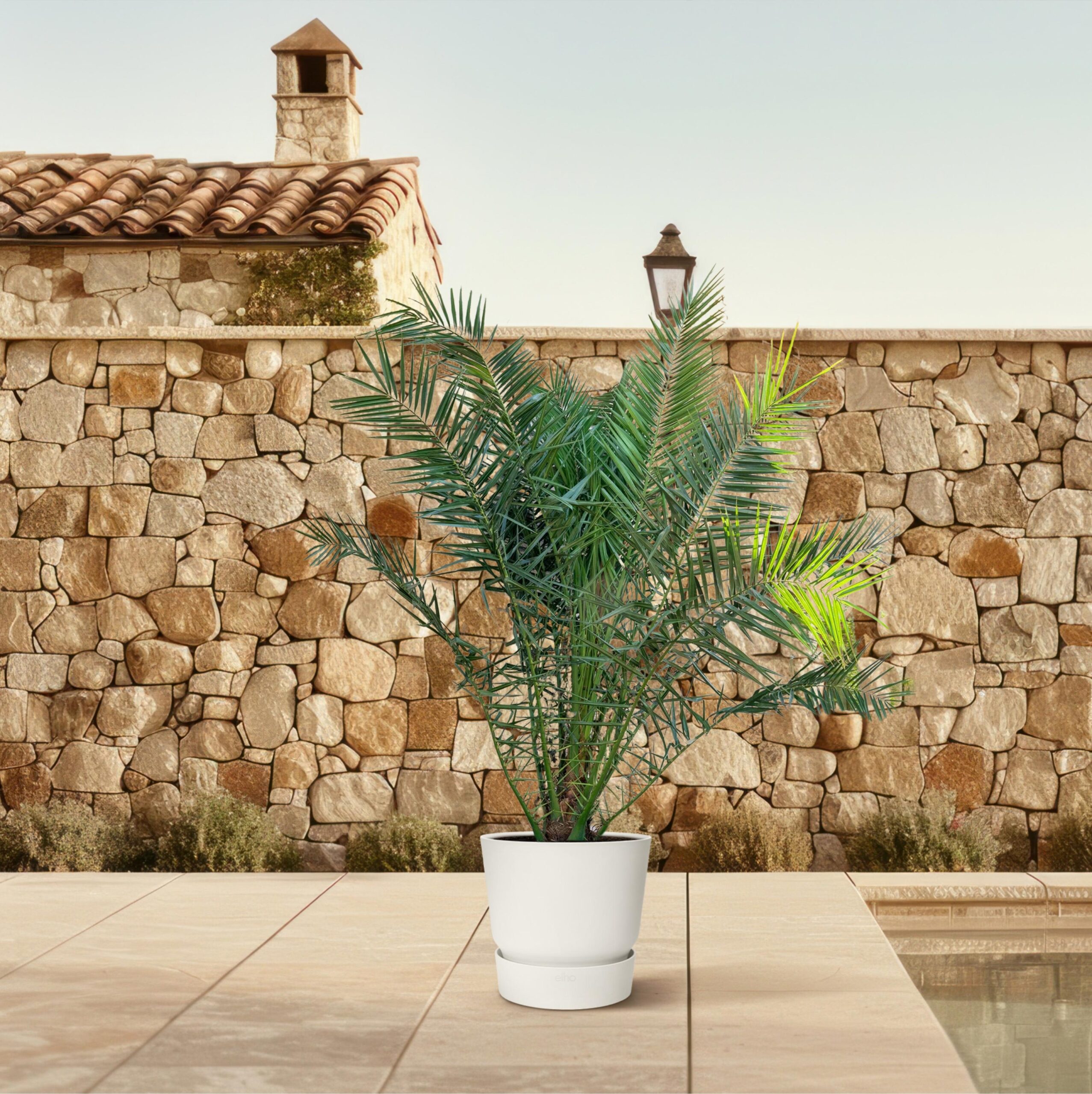 phoenix canariensis 300 cm
